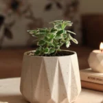 صورة المنتج السابق