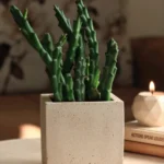 صورة المنتج السابق