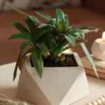 صورة المنتج السابق